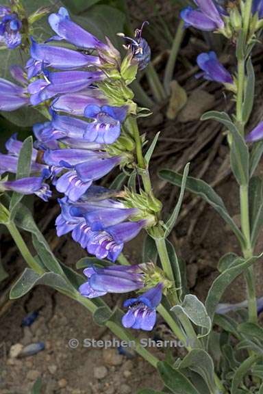 penstemon speciosus 5 graphic